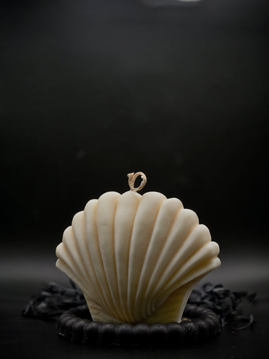 Seashell